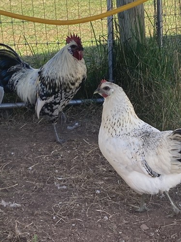 Purebred mosaic hatching - purebred,
