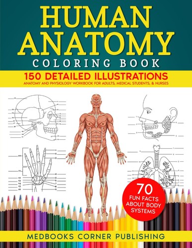 Human anatomy coloring - human,