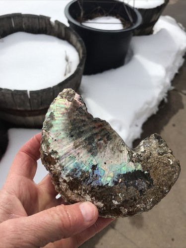 Ammolite ammonite untreated - untreated, t8