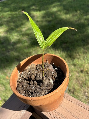 Foxtail palm tree wodyetia - foxtail,