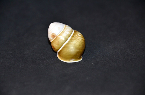 Specimen land snail - land,