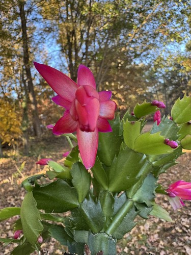 Hot pink thanksgiving cactus - hot,