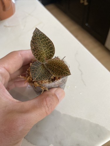 Anoectochilus seed grown - anoectochilus, sp.