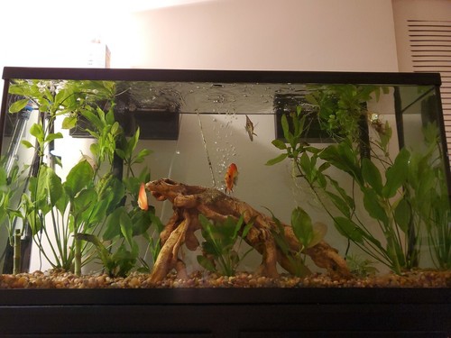 Gallons fish tank - 60, all