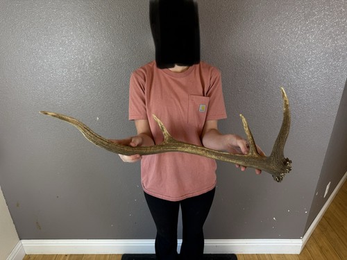 Elk shed antler - shed,