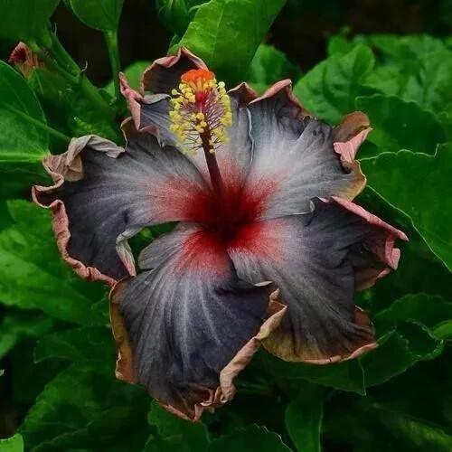 Black pink purple hibiscus - black,