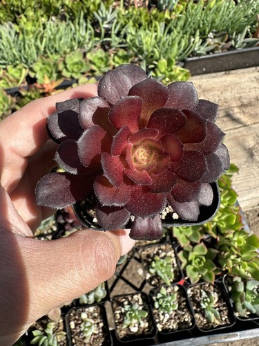 Aeonium zwartkop black - aeonium, ‘black