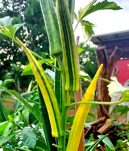 Variegated okra seeds - okra,