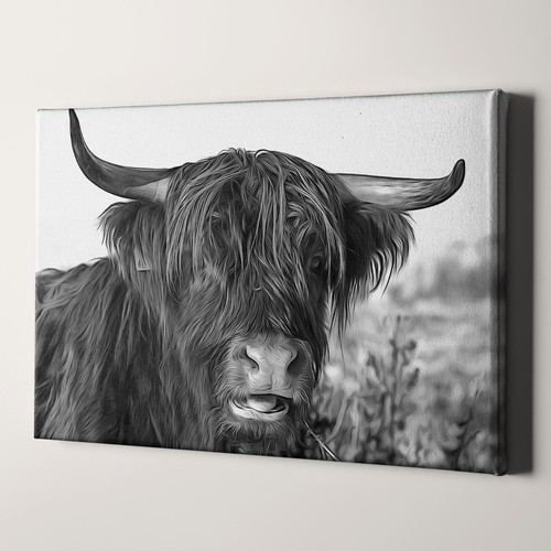 Highland cow scottish cattle - highland,