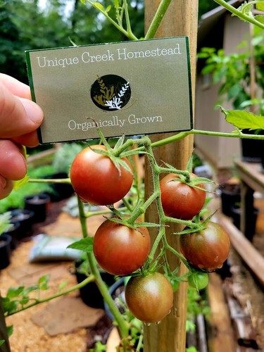 Rainbow cherry tomato seeds - rainbow,