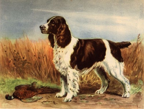 English springer spaniel - springer,