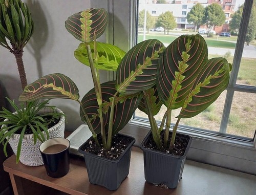 Maranta prayer plant live set - plant,