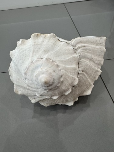 Large florida lightning whelk - ~lightning,