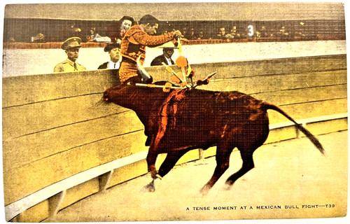 Matador mexican bull - matador,