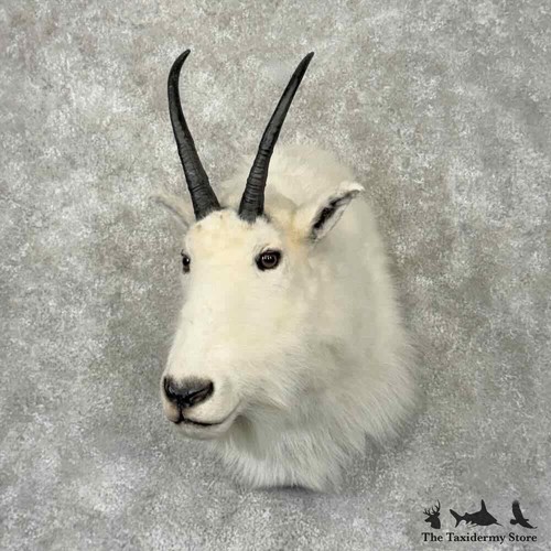 32090 mountain goat - mountain,