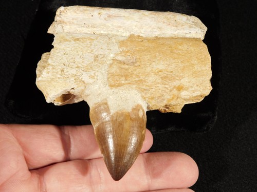 Mosasaurus jaw bone fossil - mosasaurus,
