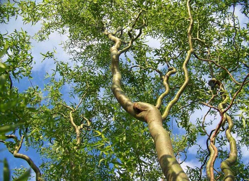 Tall corkscrew willow - ft.,