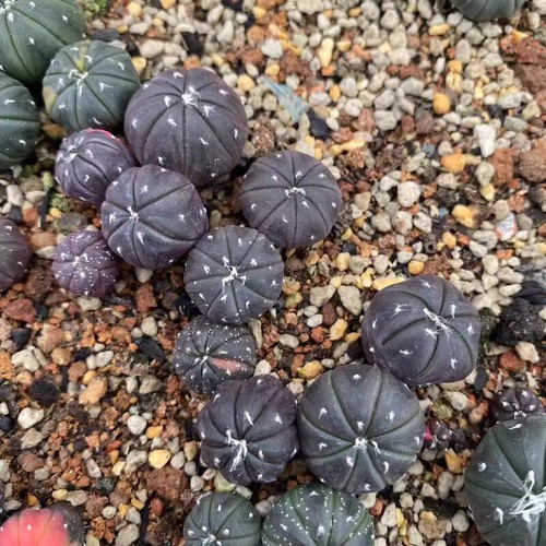 10pcs 1cm succulent cactus - 10pcs,