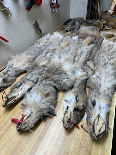 Tanned alaskan lynx heavy - tanned,