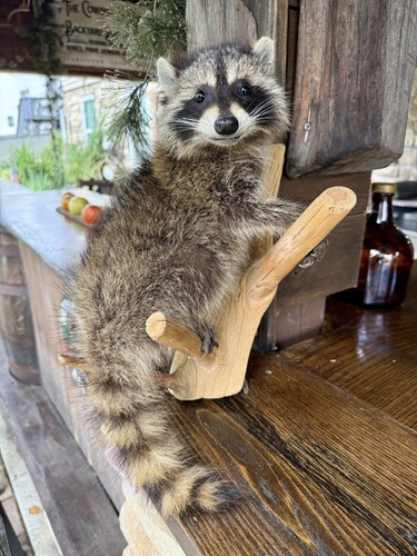 Fhbd0826r baby raccoon - -,