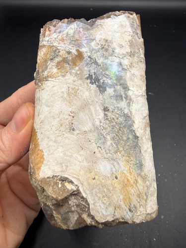 Opalescent baculite fossil - baculite,