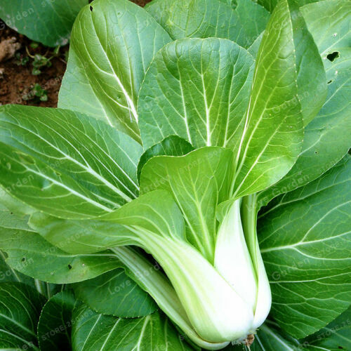 100 seeds pak - seeds, choi