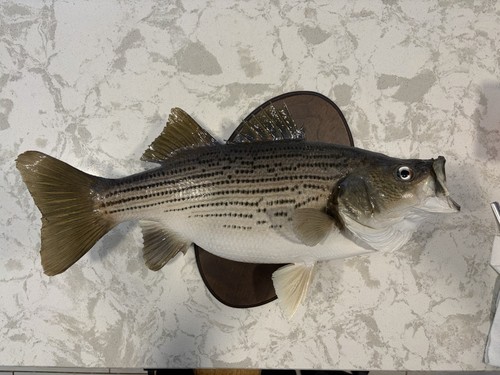 Hybrid striped bass fish - hybrid,