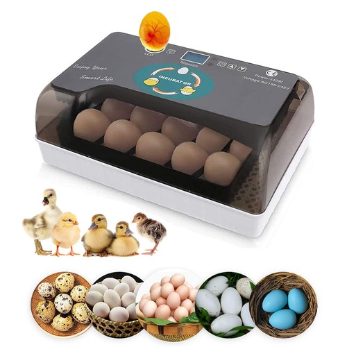 Eggs incubator smart - eggs,