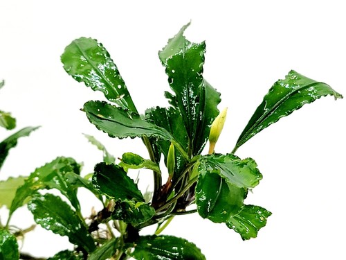 Assorted bucephalandra pack - assorted, +