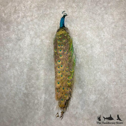27079 blue indian - |,