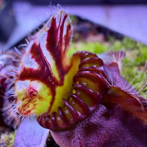 Cephalotus follicularis - cephalotus,