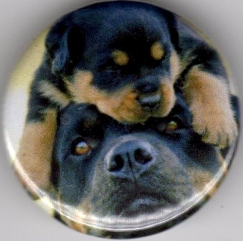 Rottweiler pin button badge - rottweiler,