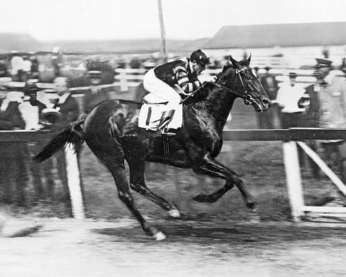 Man war 8x10 photo horse - man-o-war,