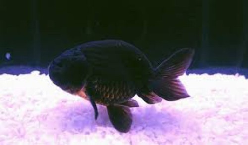 Pack black ranchu - black, goldfish