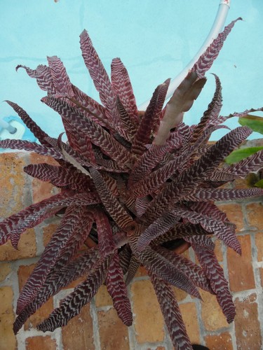 Cryptanthus pheasant tail - pheasant,