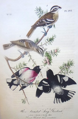 Audubon 1st octavo rose - ed,