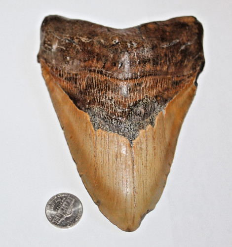 Inch real megalodon shark - inch,