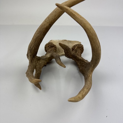 Natural deer antlers - natural,