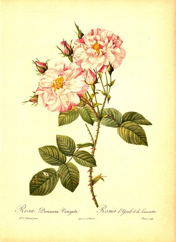 Rosa damascena variegata - damascena,