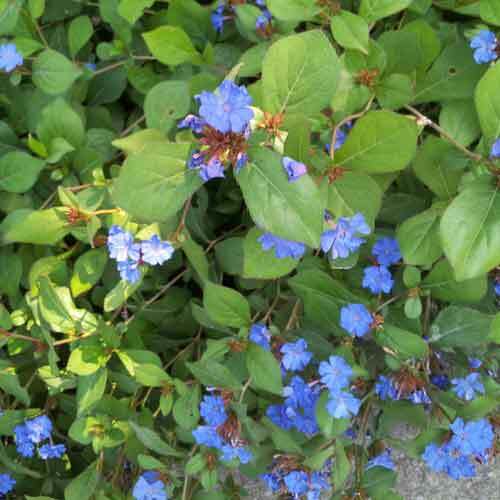 Hardy plumbago ceratostigma - hardy,