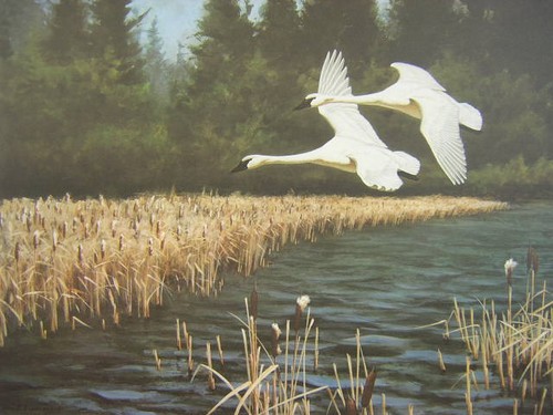 Don eckelberry trumpeter swan - trumpeter,