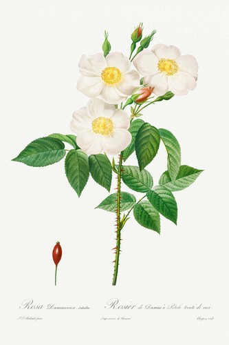Botanical plant print rosa - plant,