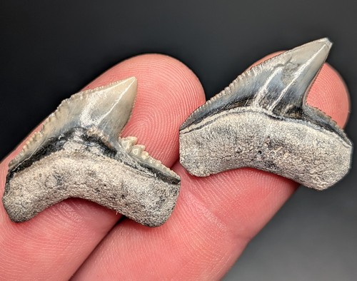 Authentic pair tiger - of,