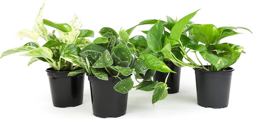 Live pothos plants - live,