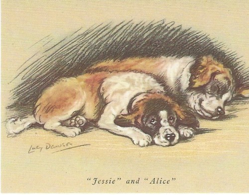 Saint bernard puppy - st.,