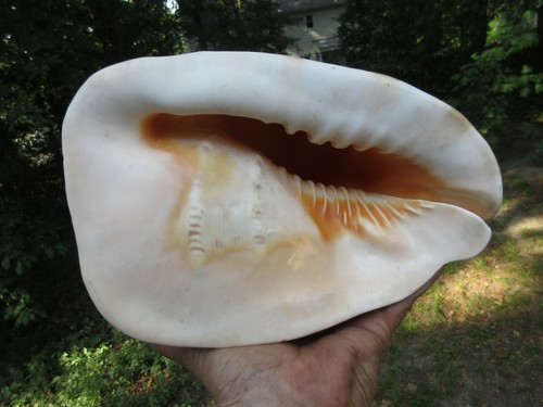 Giant cassidae cornuta cassis - cassidae,