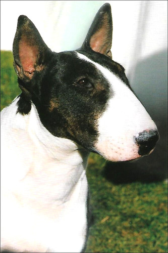 Brindle and white bull - and, terrier