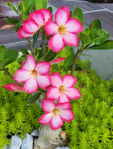 Live pink desert rose plant - pink,