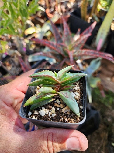 Aloe pearsonii small rooted - pearsonii,