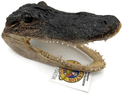 Alligator gator head - alligator, 6-7"